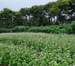 제주특산_5월의 메밀꽃