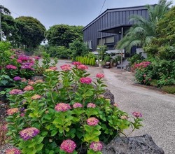 제주특산_6월_수국